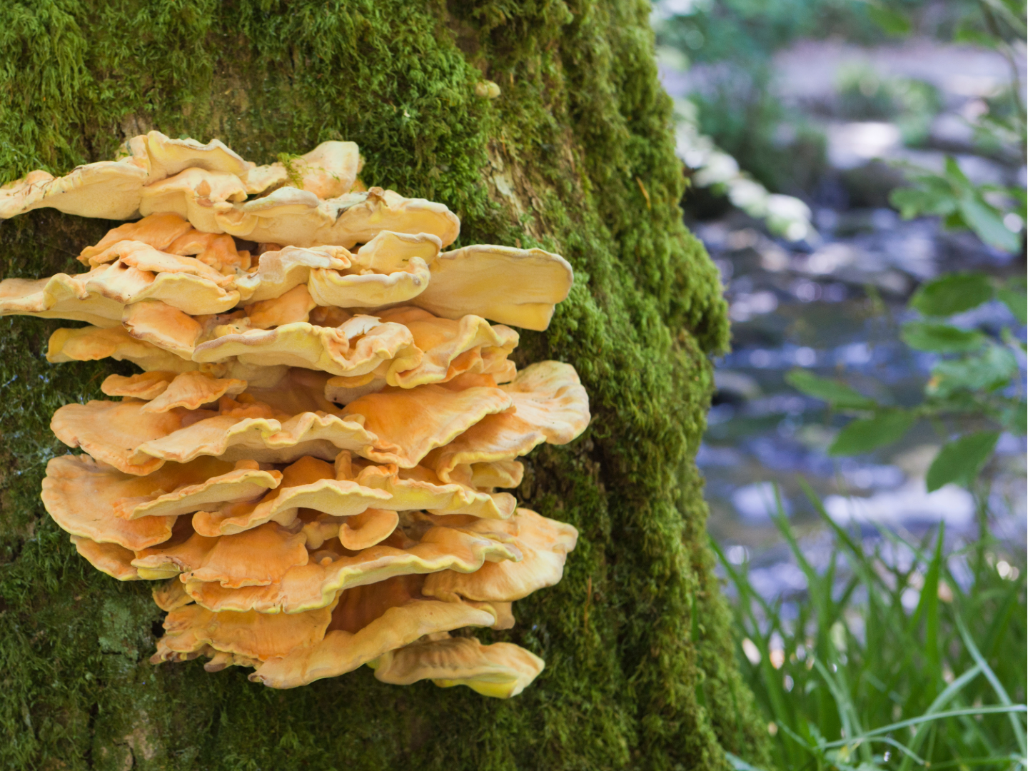 Fungus growing on a tree trunk with a natural background. Mushroom walk in Somerset