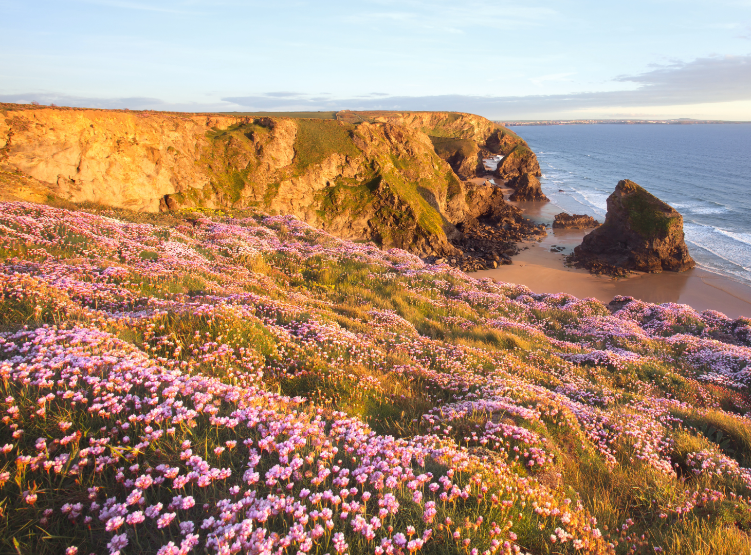 Cliffside with pink flowers and ocean view at sunset. Crackington Cracker walk, cornwall